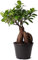 Bonsái Ficus Ginseng Planta Natural de Interior y Exterior Ficus Retusa Árbol Natural