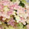 Hydrangea paniculata Polestar | Deciduous Flowering Compact Outdoor Garden Shrub Plant (20-30cm Incl. Pot)