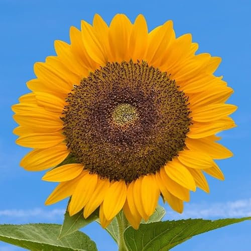 WegAna Garten Sonnenblumen Samen 10g, Einjährig Pflanzen Sommerblumen, Gartenpflanzen Balkonpflanzen, Blumen Saatgut, Blumensamen, Bienenmagnet