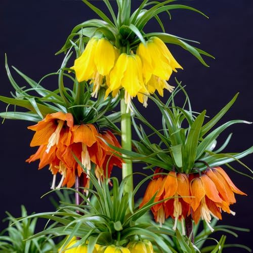 Kaiserkronen Zwiebeln Winterhart Mehrjährig  - Fritillaria - 6 Zwiebeln | Kaiserkronenzwiebeln (Fritillaria imperialis) aus Holland, winterhart, Blüte April-Mai (kein Samen, nicht künstlich)