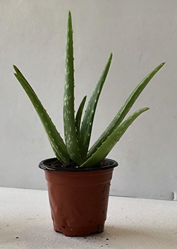 Semi di GERMINAZIONE: BIO-Aloe Vera Pflanze 9†??-11†verwurzelt Dans Pot