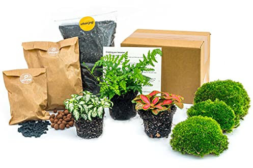 urbanjngl.com - Flaschengarten Paket Farn - 3 Pflanzen - Nachfüll & Starterpaket DIY - Pflanzenterrarium Nachfüllset - Pflanzen-Terrarium-Paket - Terrarium