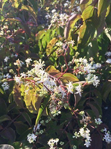 Sieben-Söhne-des-Himmels-Strauch 40-60 cm Strauch für Sonne-Halbschatten Zierstrauch weiß blühend Gartenpflanze winterhart 1 Pflanze im Topf
