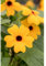 Schwarzäugige Susanne 'Classic Orange' - Thunbergia alata, orange, im Topf 12 cm, in Gärtnerqualität von Blumen Eber - 12 cm
