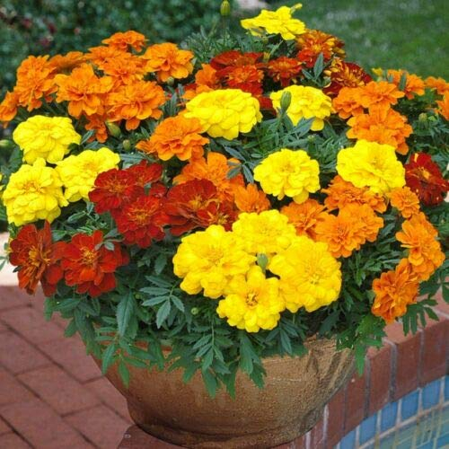 Lot de 50 graines de souci nains pour pots à fleurs suspendus