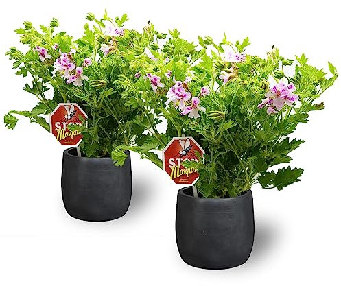 Geranio Limón Pack 2 Unidades Maceta de Ø 15 cm Planta Natural Citronela para Interior Aroma Cítrico que Ayuda a Repeler los Mosquitos y Otros Insectos