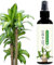 GkgWuxf Engrais Pour En Bois Brésilien, Engrais Pour D'intérieur En Bois Brésilien, Engrais Liquide Pour Bambou Porte-bonheur, Solution Nutritive Hydroponique
