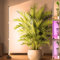 Rosnek Pflanzenlampe LED, 3 Köpfe Grow Lampe mit Zeitschaltuhr 4/6/12 Std, 360 ° Verstellbare Pflanzenlicht, Wachstumslichter mit USB Adapter, 3 Lichter Modi und 10 Helligkeitsstufen