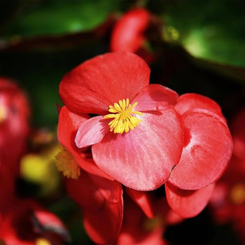 Neue, frische 100 Stück Begonien-Blumensamen