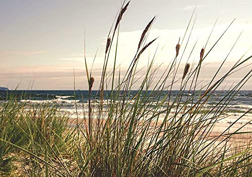 Forwall - Vlies Fototapete Gras Dünen Strand Meer Ostsee Natur Landschaft 312x219 cm - Fototapeten - Tapeten - für Wohnzimmer Schlafzimmer - Vliestapete Wandtapete Tapete 3D Effekt- inkl. Kleister