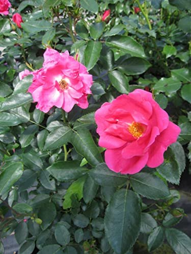 Rosa Gartenfreund ® - Beetrose Gartenfreund ® - Kordes Rose - ADR Rose