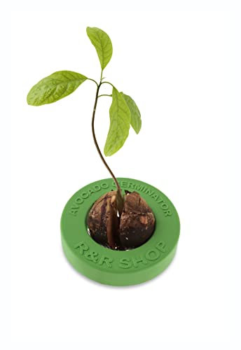 R&R SHOP Avocado Germinator - Pot Flottant pour la Germination de l'avocat, kit de Croissance des graines, Plastique de maïs 100% (Vert)