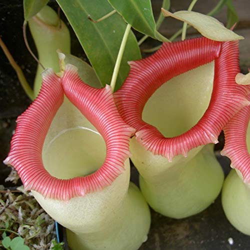 TOYHEART 50pcs Graines De Fleurs De Qualité Supérieure, Graines De Népenthes Décoratives Tropicales avec Pochette Graines De Plantes Carnivores pour La Maison Blanc