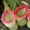 TOYHEART 50pcs Graines De Fleurs De Qualité Supérieure, Graines De Népenthes Décoratives Tropicales avec Pochette Graines De Plantes Carnivores pour La Maison Blanc