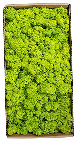 Sunydog Wall Picture with Real Moss,Konserviertes Moos Wanddekoration Echtes konserviertes Moos Keine Wartung erforderlich Natürlich konserviertes Moos für Home Wall Party Festivals Crafts Xmas Indoor