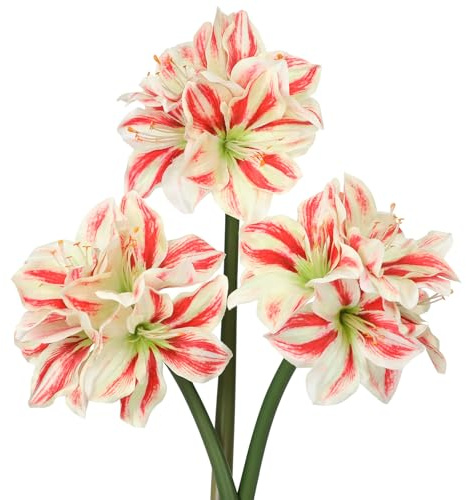 Oairse 3er-Set Kunstblumen Clivia mit 4 Blütenköpfen Seidenblumenstrauß für Weihnachten, Zuhause, Tischdekoration, Hochzeitsfeier-Arrangements, Esstisch-Mittelstück, Neujahrs-Ornamente, Creme-Rot