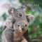 Alpha Edition - Koalas 2025 Broschürenkalender, 30x30cm, Wandkalender mit Platz für Notizen und Termine, Motive von süßen Koalas, Monatsübersicht und Ferientermine DE/AT/CH