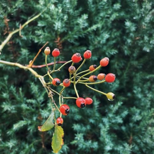 rosa canina resistenti vaso colonnare ornamentali semi balcone 250pcs