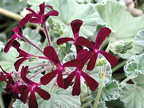 Geranium flower seeds Pelargonium Sidoides 30 pieces: Only Seeds