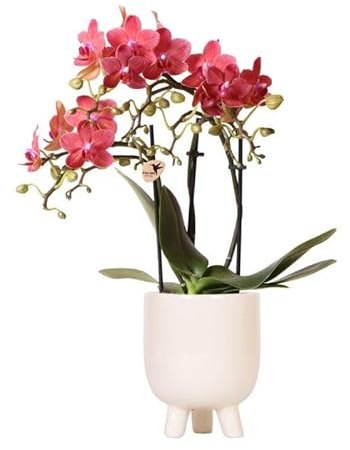 Kolibri Orchids | Rote Phalaenopsis Orchidee - Congo + Gummitopf Travertin - Topfgröße Ø9cm | blühende Zimmerpflanze im Blumentopf - frisch vom Züchter