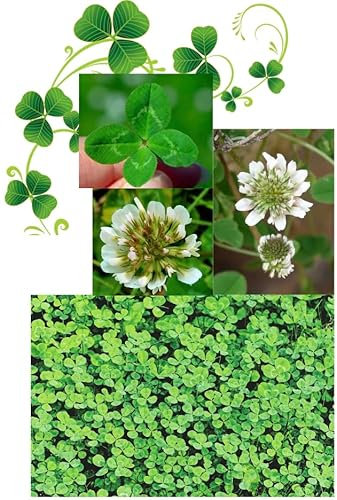 Micro Clover Seed (White) - Premium Lawn and Ground Cover or New areasSeed Habitat for pollinators 3000 Seeds
