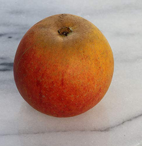 Apfelbaum Holsteiner Cox 60-80cm - süß und fest
