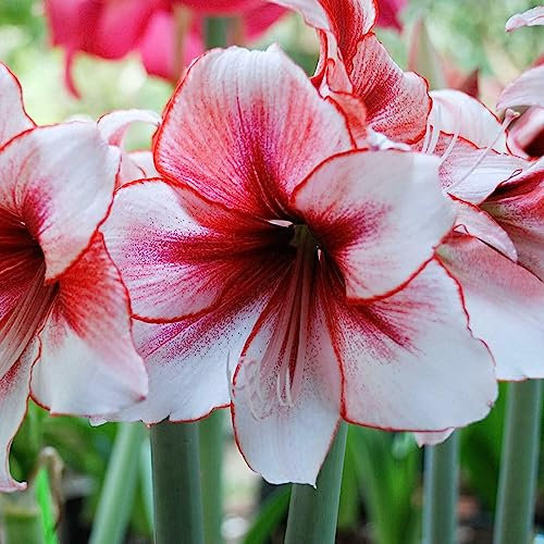 Luojuny Semillas de bulbos de Amaryllis, 50 piezas/bolsa Semillas de bulbos de Amaryllis Evergreen Non GMO Semillas de flores grandes orientadas al sur para balcón Semilla