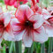 Luojuny Semillas de bulbos de Amaryllis, 50 piezas/bolsa Semillas de bulbos de Amaryllis Evergreen Non GMO Semillas de flores grandes orientadas al sur para balcón Semilla
