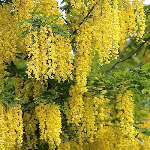 80 Samen Goldregen Pflanze Winterhart (Laburnum anagyroides) Wildblumen, Winterharte Stauden Goldregen Baum Schnittblumen, Exotische Pflanzen Blumen Balkon, Bonsai Samen Topfpflanzen
