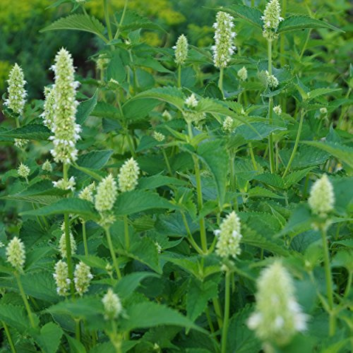 Blumixx Stauden Agastache rugosa-Hybride 'Alba' – Duftnessel, weiß blühend, winterharte Staude, insektenfreundlich, für Naturgarten
