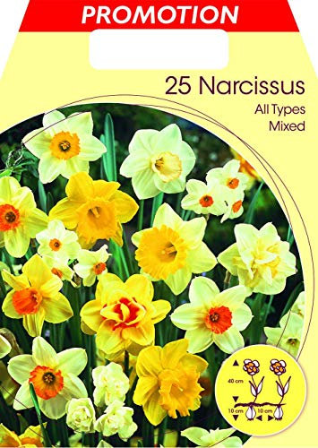 Portal Cool Bulbos de otoño Narciso Todos los tipos mezcla Paquete Da 25 bombillas Bulbos Bulbes