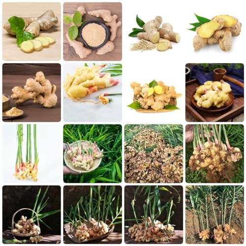 250 pcs Ingwer bio samen - kräutergarten winterharte kübelpflanzen ginger, kräuterbeet büropflanzen winterfeste pflanzen für balkon bio saatgut heilkräuter hochbeete für garten seed