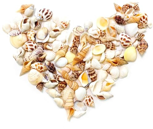 Small Sea Shells for Crafting, 9 Kinds of Natural Seashells and Conch Shell