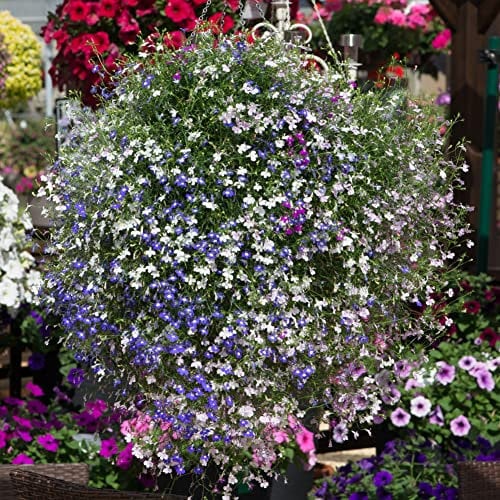 Lobelia Trailing Fountain Mix | Tray of 40 Small Plug Plants