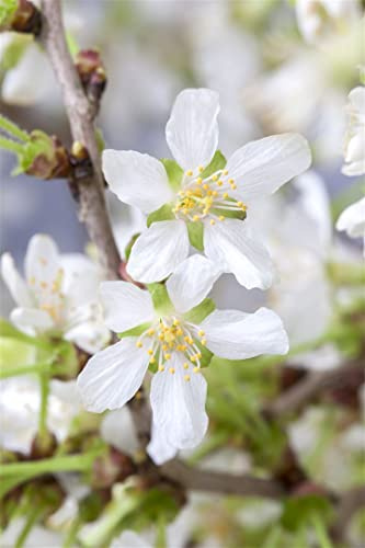 Zierkirsche Prunus incisa Kojou-no-mai 40-60 cm Kübel winterhart | Filigrane Blueten im Fruehjahr, kompakter Wuchs, sonnig bis halbschattig, ideal fuer Balkon Terrasse und Vorgarten