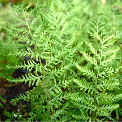 6x Wurmfarn 'Linearis Polydactyla' - Dryopteris filix-mas ‘Linearis Polydactyl’ - Topf 9x9cm