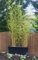 Bambù Bambusa Bamboo cinese pianta in vaso ø18 cm h. 130/160 cm Vivaio di Castelletto