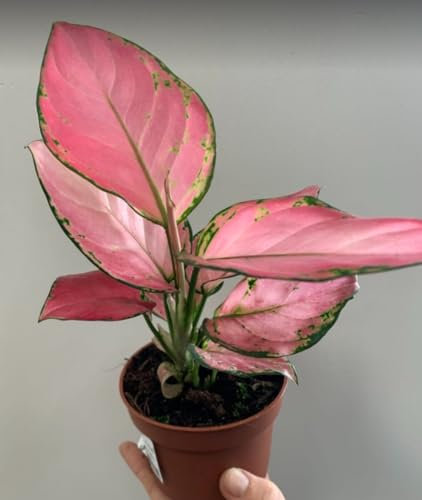 Shade Tolerant Chinese Evergreen houseplant - Aglaonema Pink houseplant- Easy Care Plant in 12 cm Pot