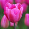 Tulpe Don Quichotte | 10 Stück | Rosa | Tulpenzwiebeln | Schnittblume | 100% Blütegarantie