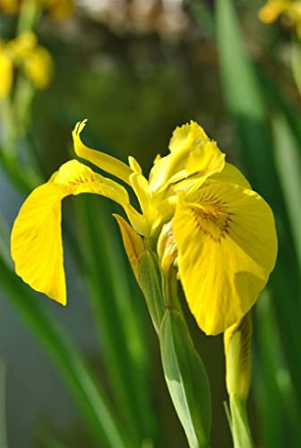 Iris pseudacorus ca. 9x9 cm Topf - Gelbe Sumpfschwertlilie, leuchtend gelbe Blüten, Blütezeit Mai-Juli, ideal für Teichränder, bienenfreundlich, pflegeleicht