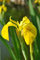 Iris pseudacorus ca. 9x9 cm Topf - Gelbe Sumpfschwertlilie, leuchtend gelbe Blüten, Blütezeit Mai-Juli, ideal für Teichränder, bienenfreundlich, pflegeleicht