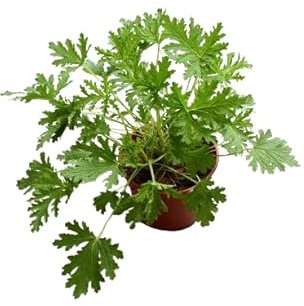 Flor de Geranio Limón - Pelargonium Citrodorum - Planta Natural - Planta Viva