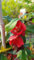 Chaenomeles x superba 'Crimson and Gold' / Cognassier du Japon rouge/Conteneur de 3 à 4 litres