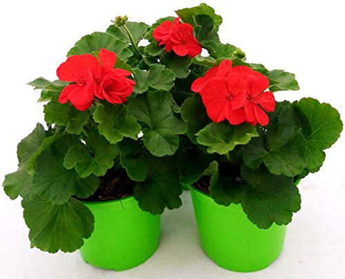 POWERS TO FLOWERS - GERANIO ZONALEHERCULES, PELARGONIUM, 3 PIANTE VASO 14 ROSSO, piante vere