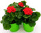 POWERS TO FLOWERS - GERANIO ZONALEHERCULES, PELARGONIUM, 3 PIANTE VASO 14 ROSSO, piante vere