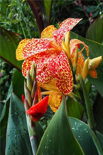 Canna Zwiebeln,Indisches Blumenrohr Pflanze,Balkonpflanzen,Winterhart,Canna Pflanze Knolle Winterhart, Frisch Winterfeste Pflanzen,Cannas Blumenzwiebeln,Canna Pflanzen-2zwiebeln-B