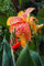 Canna Zwiebeln,Indisches Blumenrohr Pflanze,Balkonpflanzen,Winterhart,Canna Pflanze Knolle Winterhart, Frisch Winterfeste Pflanzen,Cannas Blumenzwiebeln,Canna Pflanzen-2zwiebeln-B