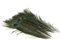 10 echte Pfauenfedern ca. 25-30cm (naturell) // Pfau Federn Natur Auge Deko Pfauenaugen Schmuck