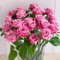 Einfach zu züchtende Rosen – winterharte Stauden und Zierblumenzwiebeln-F-2 zwiebeln