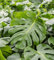 Graines de plantes Monstera 60 pièces Vert-blanc